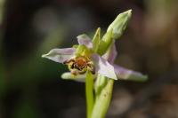 Ophrys apifera