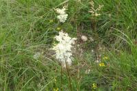 Filipendula vulgaris