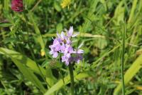 Dactylorhiza fuchsii