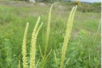 Reseda luteola