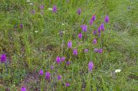 Anacamptis pyramidalis