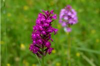 Anacamptis pyramidalis
