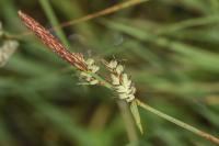 Carex tomentosa