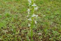Platanthera chlorantha