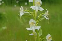 Platanthera chlorantha