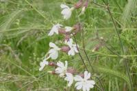 Silene latifolia
