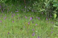 Anacamptis pyramidalis
