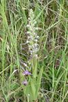 Himantoglossum hircinum