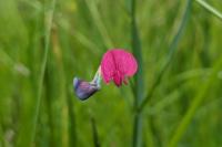 Lathyrus nissolia