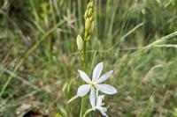 Anthericum liliago