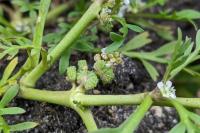 Lepidium coronopus