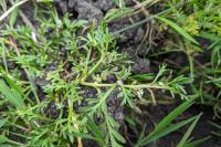 Lepidium coronopus