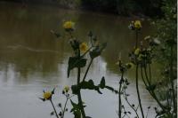 Sonchus oleraceus