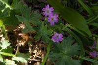 Geranium pyrenaicum