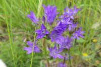 Campanula glomerata
