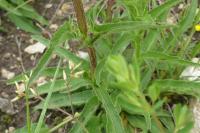 Campanula glomerata