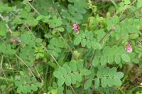 Lathyrus niger