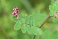 Lathyrus niger