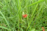 Lathyrus sphaericus