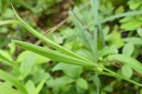 Lathyrus sphaericus
