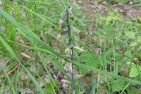 Epipactis microphylla