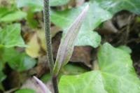 Epipactis microphylla