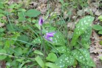 Cephalanthera rubra