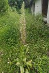 Himantoglossum hircinum