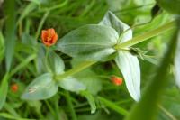 Lysimachia arvensis