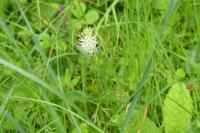 Phyteuma spicatum