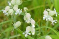 Silene vulgaris