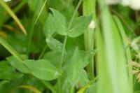 Silene vulgaris