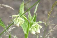 Symphytum officinale