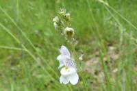 Linaria repens