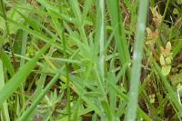 Linaria repens