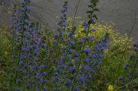 Echium vulgare