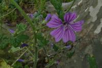 Malva sylvestris