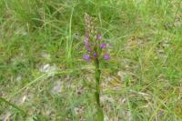 Gymnadenia conopsea