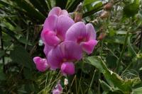 Lathyrus latifolius