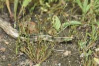 Juncus bufonius