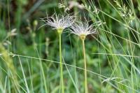 Pulsatilla vulgaris
