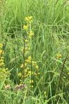 Galium verum