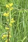 Galium verum
