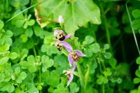 Ophrys apifera