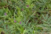 Vicia sativa