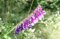 Vicia villosa