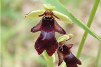 Ophrys insectifera
