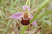 Ophrys apifera