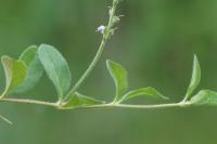 Veronica officinalis