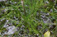 Isolepis fluitans